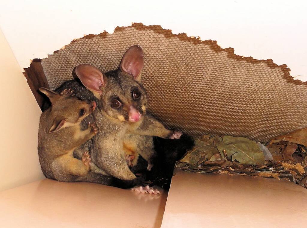 Common Brushtail Possum (Trichosurus vulpecula) with young, Northern Beaches NSW