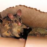 Common Brushtail Possum (Trichosurus vulpecula) with young, Northern Beaches NSW
