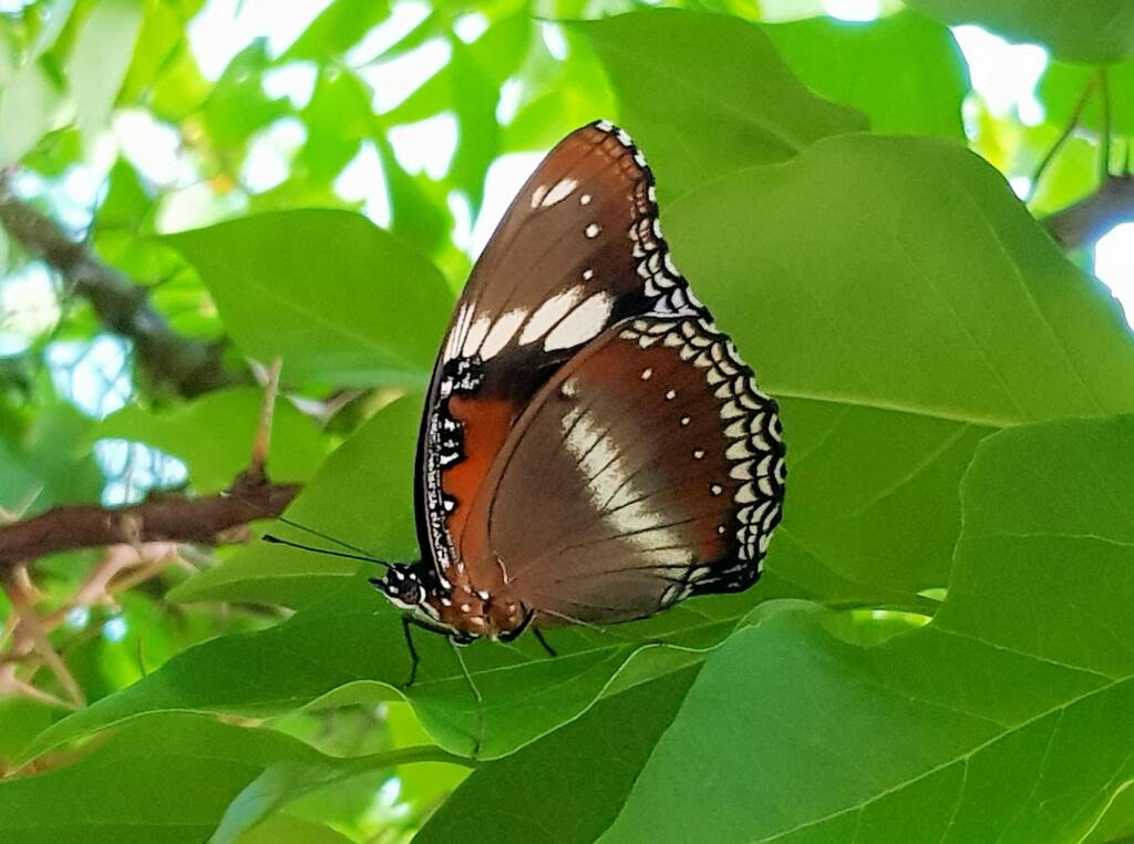 Common Eggfly Butterfly (Hypolimnas bolina)