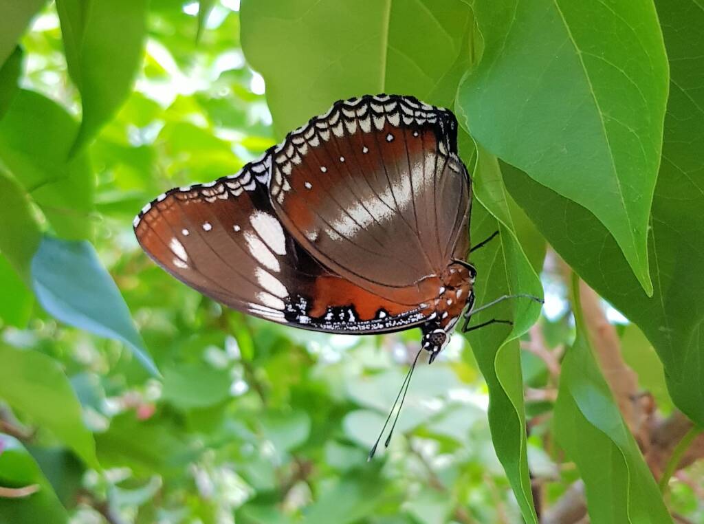Common Eggfly Butterfly (Hypolimnas bolina)