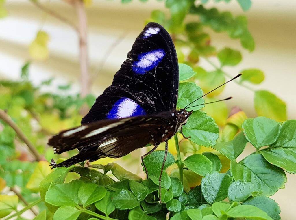Blue Moon Butterfly (Hypolimnas bolina)