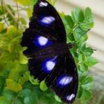 Blue Moon Butterfly (Hypolimnas bolina)