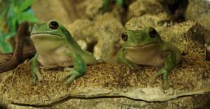 Common Green Tree Frog (Ranoidea caerulea), Alice Springs Reptile Centre