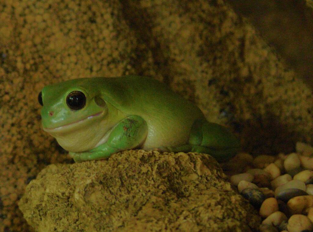 Common Green Tree Frog (Ranoidea caerulea), Alice Springs Reptile Centre