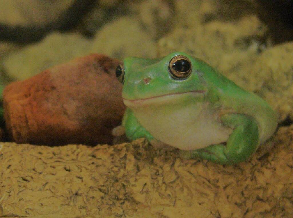 Common Green Tree Frog (Ranoidea caerulea), Alice Springs Reptile Centre