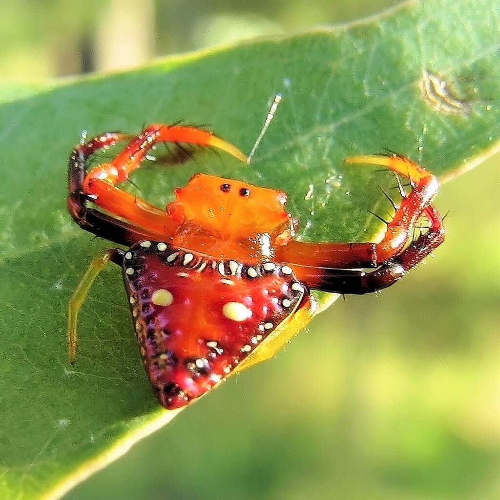 Common Triangular Spider (Arkys lancearius), Wandella NSW © Deb Taylor