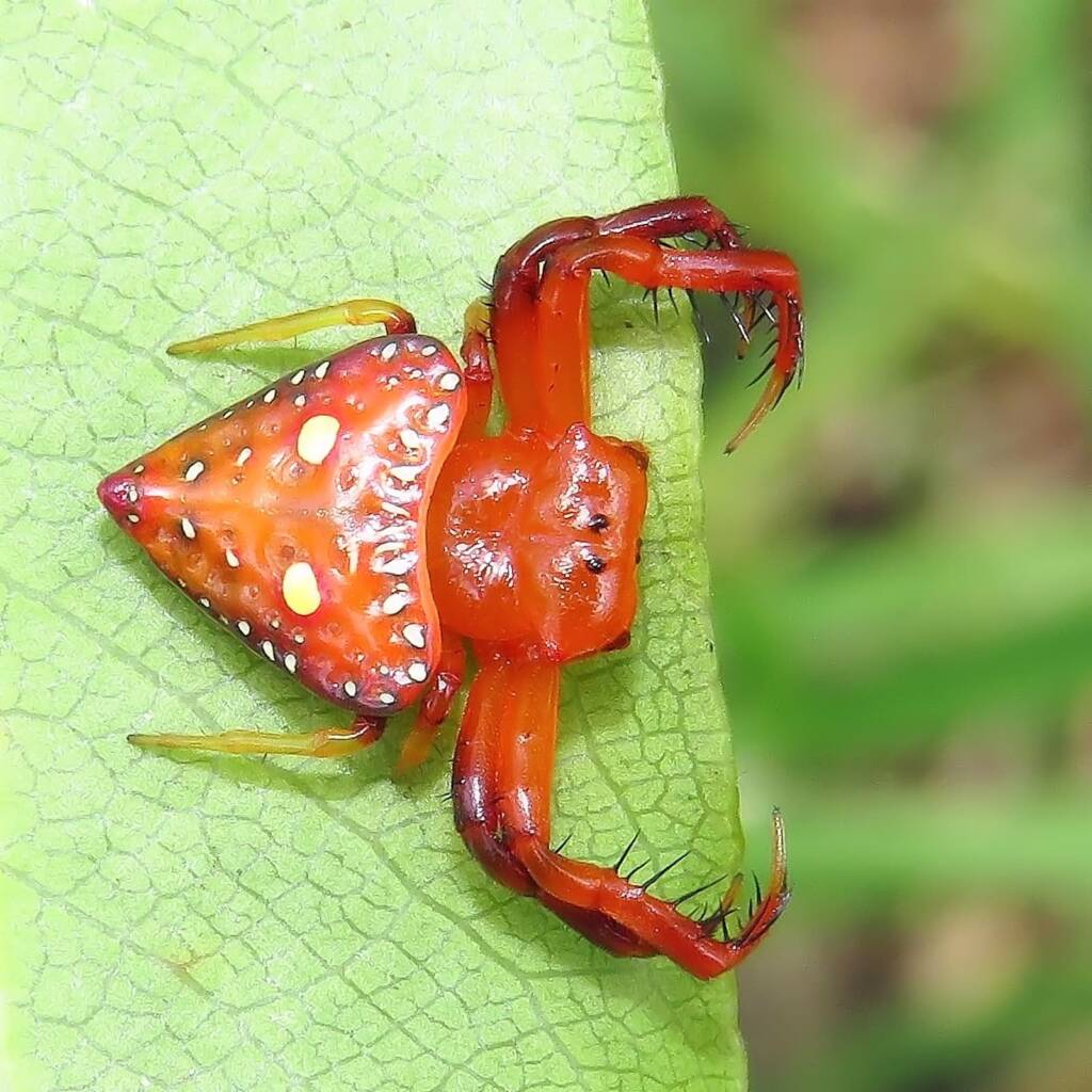 Common Triangular Spider (Arkys lancearius), Wallaga Lake NSW © Deb Taylor