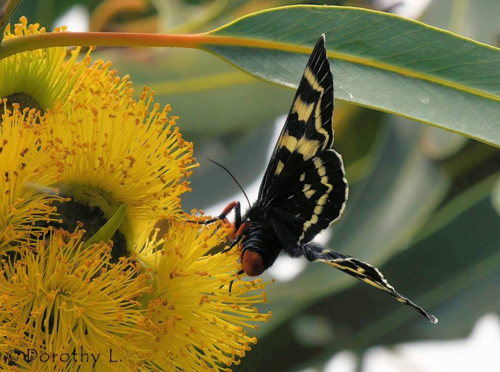 Day Flying Moth (Comocrus behri) feeding on Red-capped Gum (Eucalyptus erythrocorys)