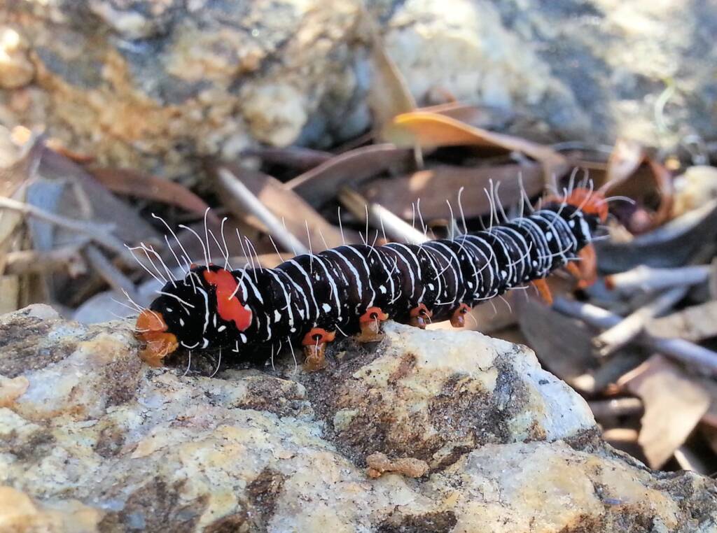 Comocrus behri - caterpillar of the Day Flying Moth