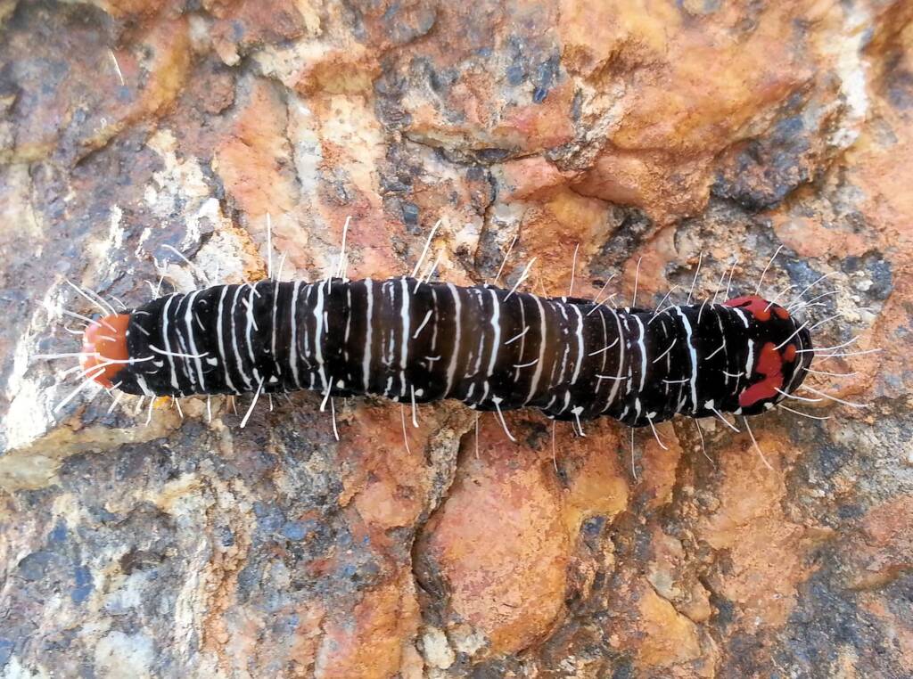 Comocrus behri - caterpillar of the Day Flying Moth