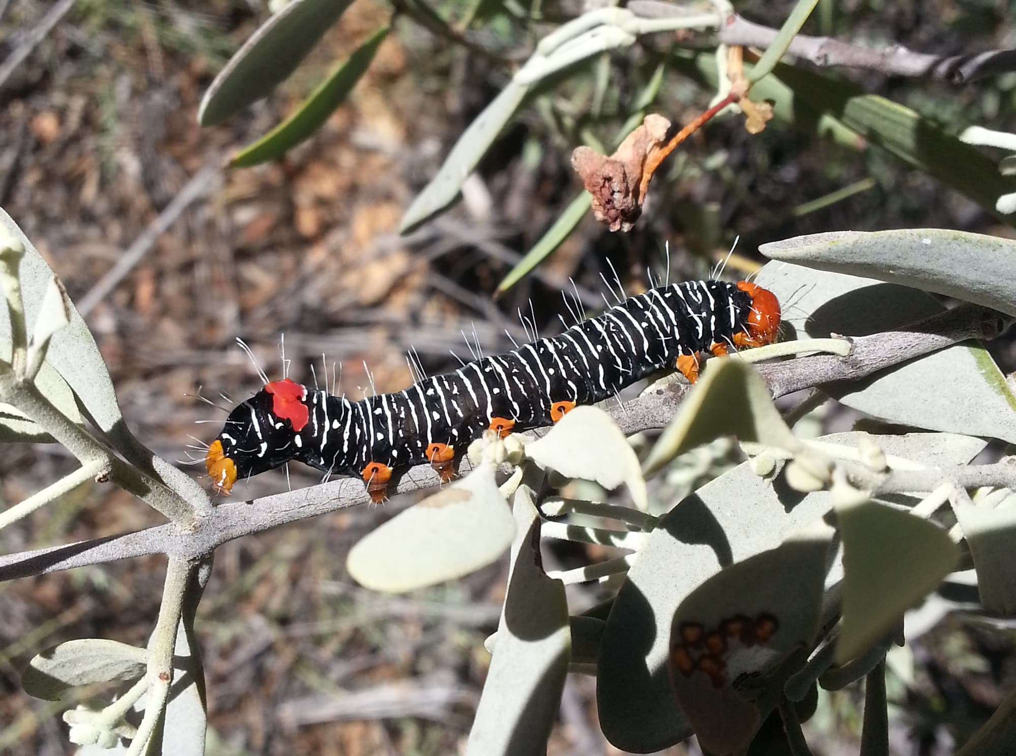 Comocrus behri - caterpillar of the Day Flying Moth