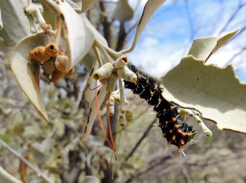 Comocrus behri - caterpillar of the Day Flying Moth, Ormiston Gorge, NT