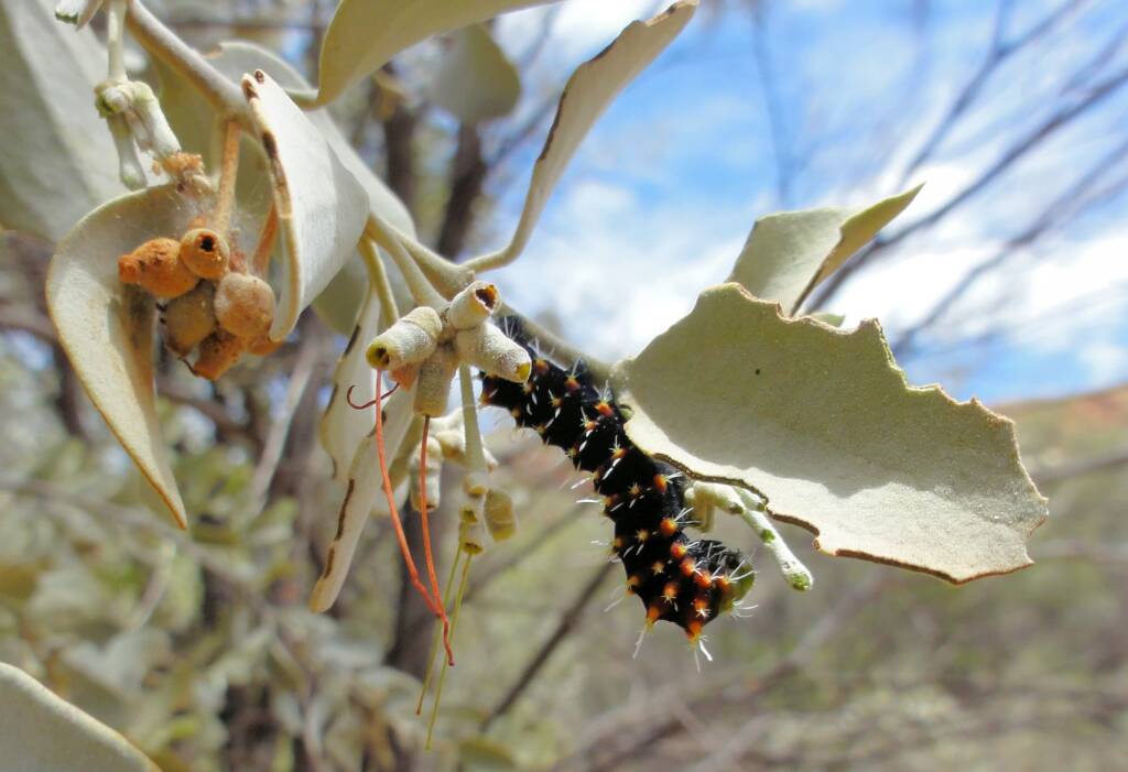 Comocrus behri - caterpillar of the Day Flying Moth, Ormiston Gorge, NT