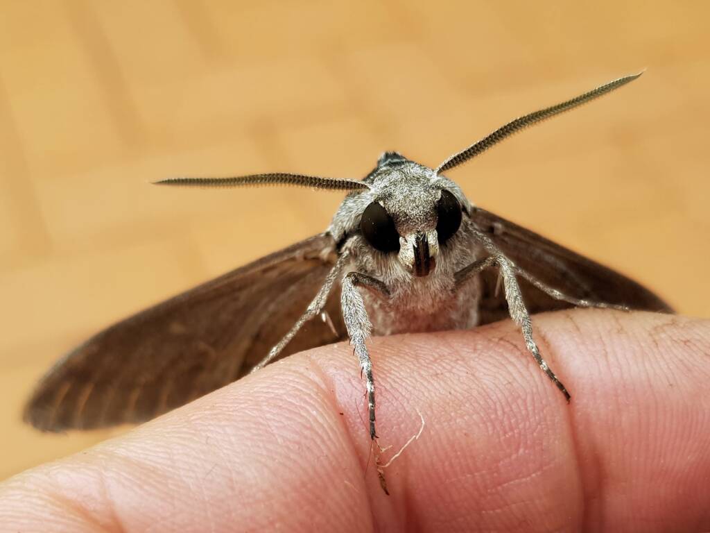 Convolvulus Hawkmoth (Agrius convolvuli), Alice Springs NT