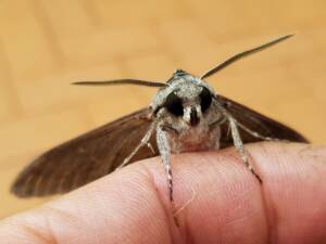 Convolvulus Hawkmoth (Agrius convolvuli), Alice Springs NT
