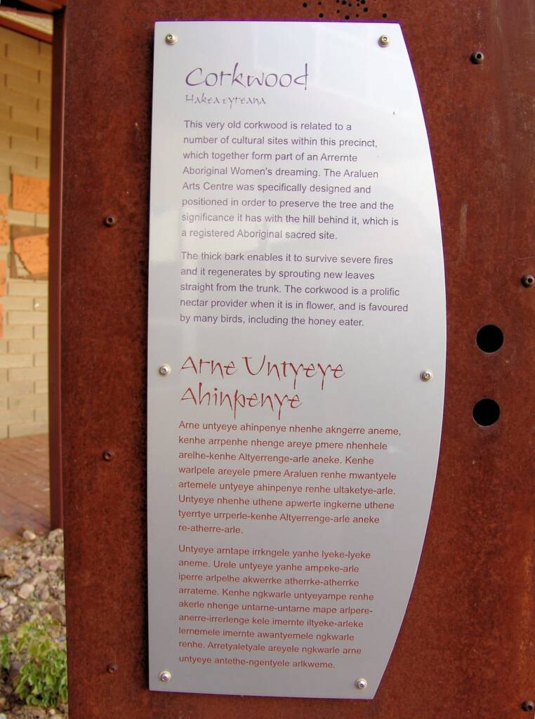 Corkwood (Hakea eyreana) / Arne Untyeye Ahinpenye, Araluen Cultural Precinct NT
