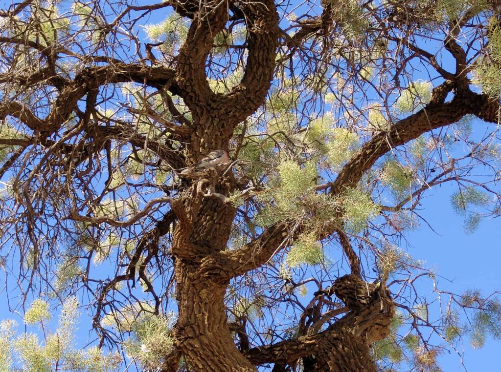 Corkwood Tree (Hakea eyreana) at the Alice Springs Araluen Cultural Precinct and part of the Two Sisters Dreaming