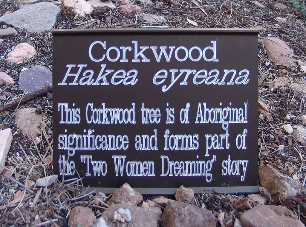 Corkwood Tree (Hakea eyreana) at the Alice Springs Araluen Cultural Precinct and part of the Two Sisters Dreaming