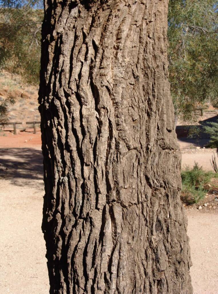 Corkwood Tree (Hakea eyreana) at the Alice Springs Araluen Cultural Precinct and part of the Two Sisters Dreaming