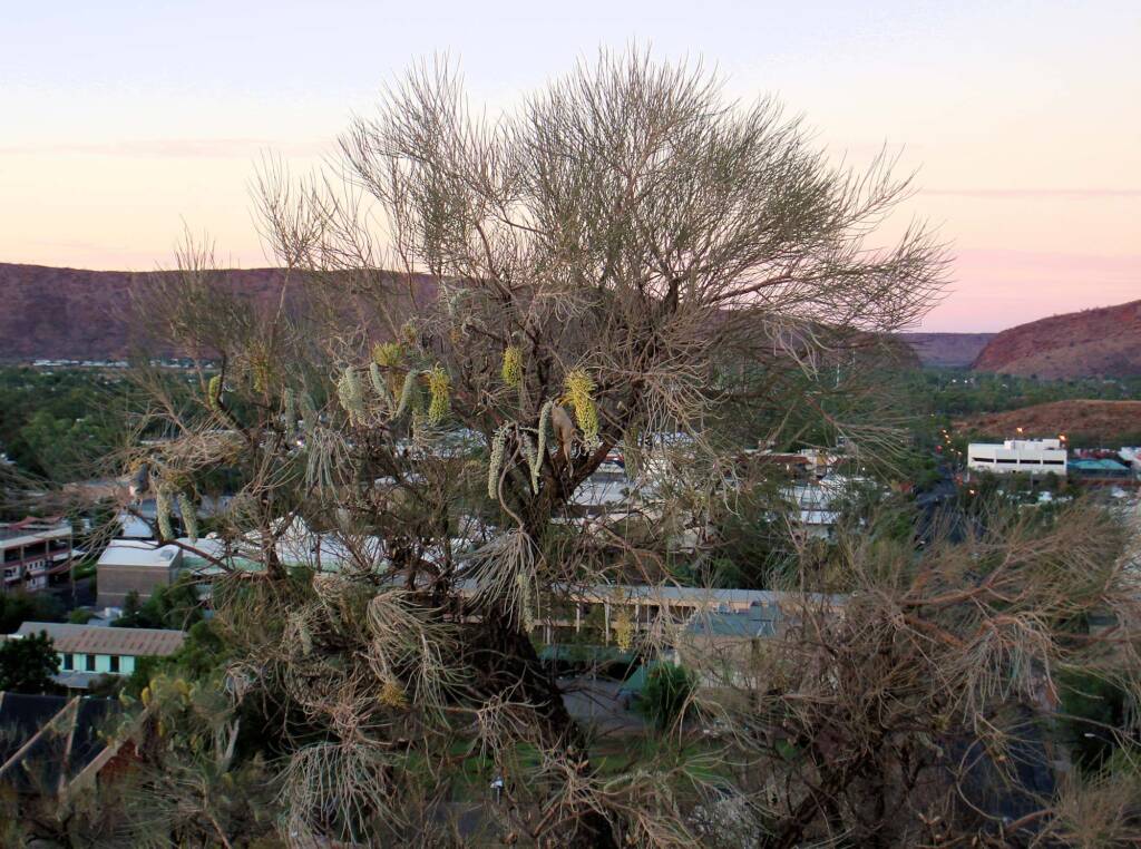 Corkwood on Untyeyetwelye - ANZAC Hill, Alice Springs, NT
