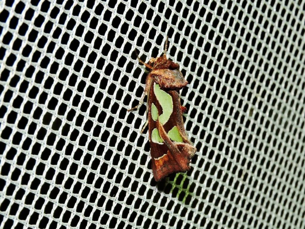 Cosmodes elegans (Green-blotched Moth), WA © Paul Kay