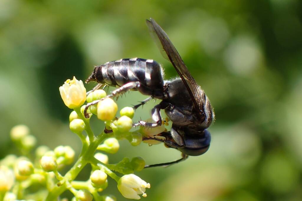 Crabronidae Wasp (Tachysphex), Geraldton, Midwest WA © Gary Taylor