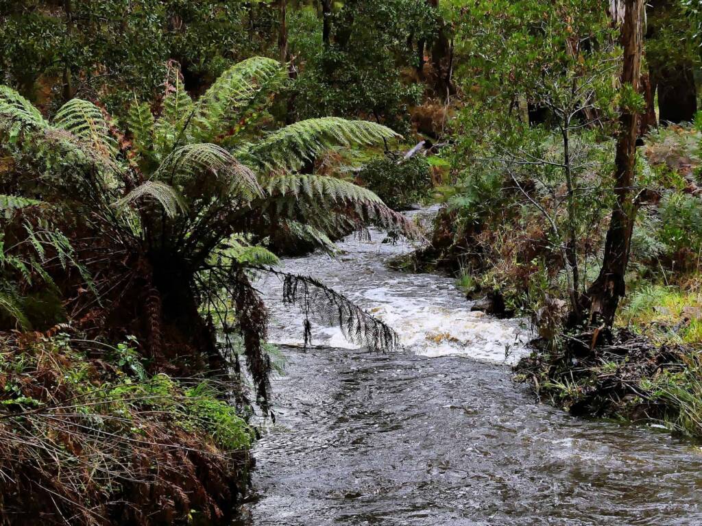 View of creek in Adelaide Hills during winter SA © Marianne Broug