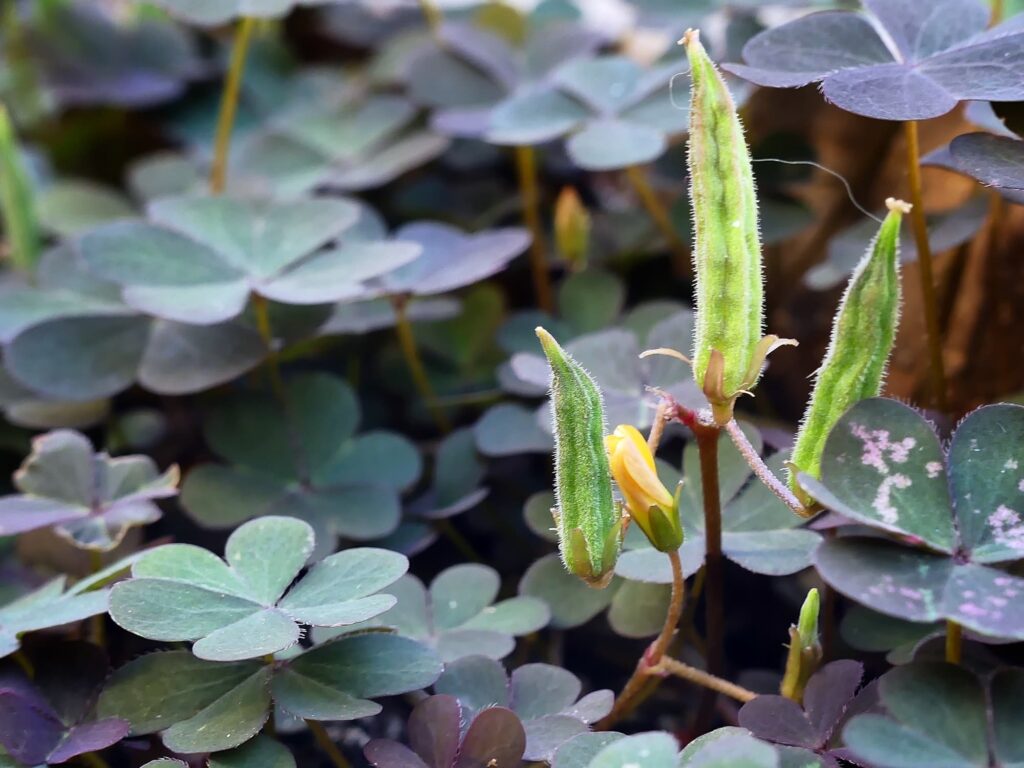 Creeping Woodsorrel (Oxalis corniculate), Belair SA © Marianne Broug