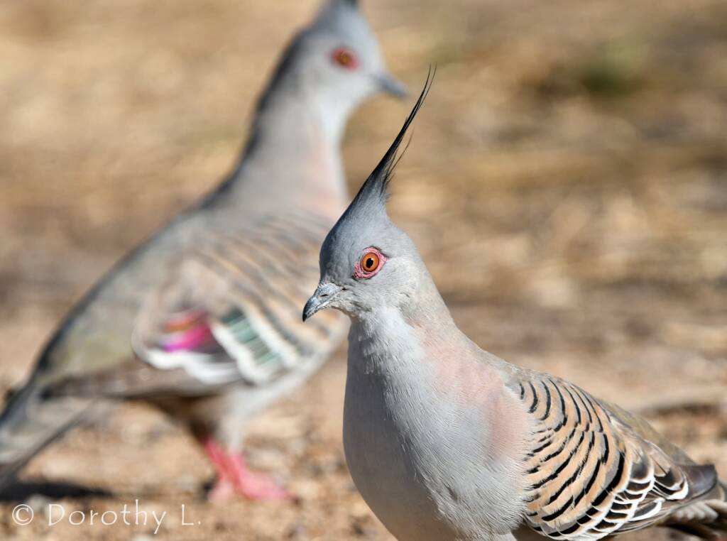 Crested Pigeons (Ocyphaps lophotes), sth of Larrimah, NT