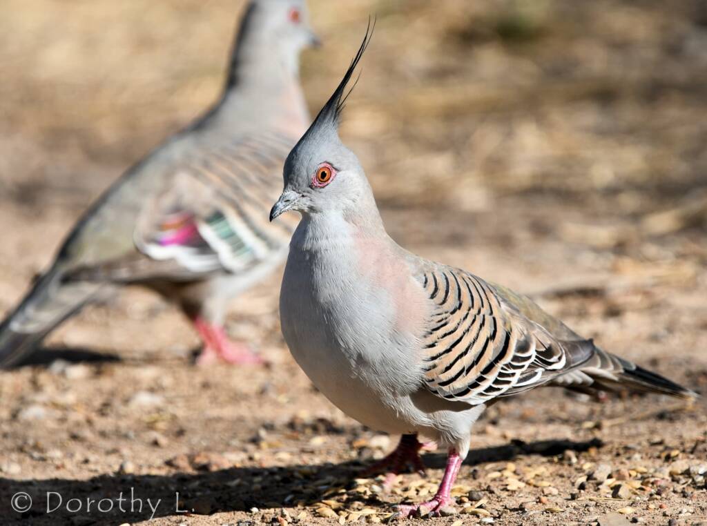 Crested Pigeon (Ocyphaps lophotes), sth of Larrimah, NT
