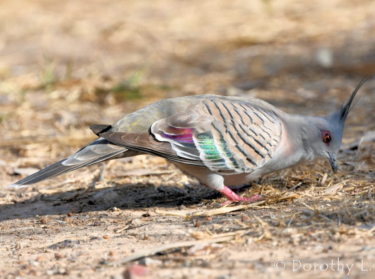Crested Pigeon – iridescence – Ausemade