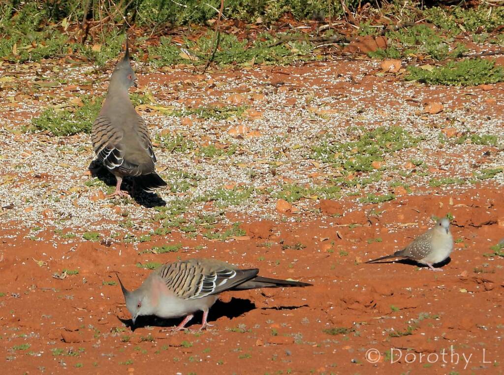 Crested Pigeon and Diamond Dove, Kunoth Bore, NT