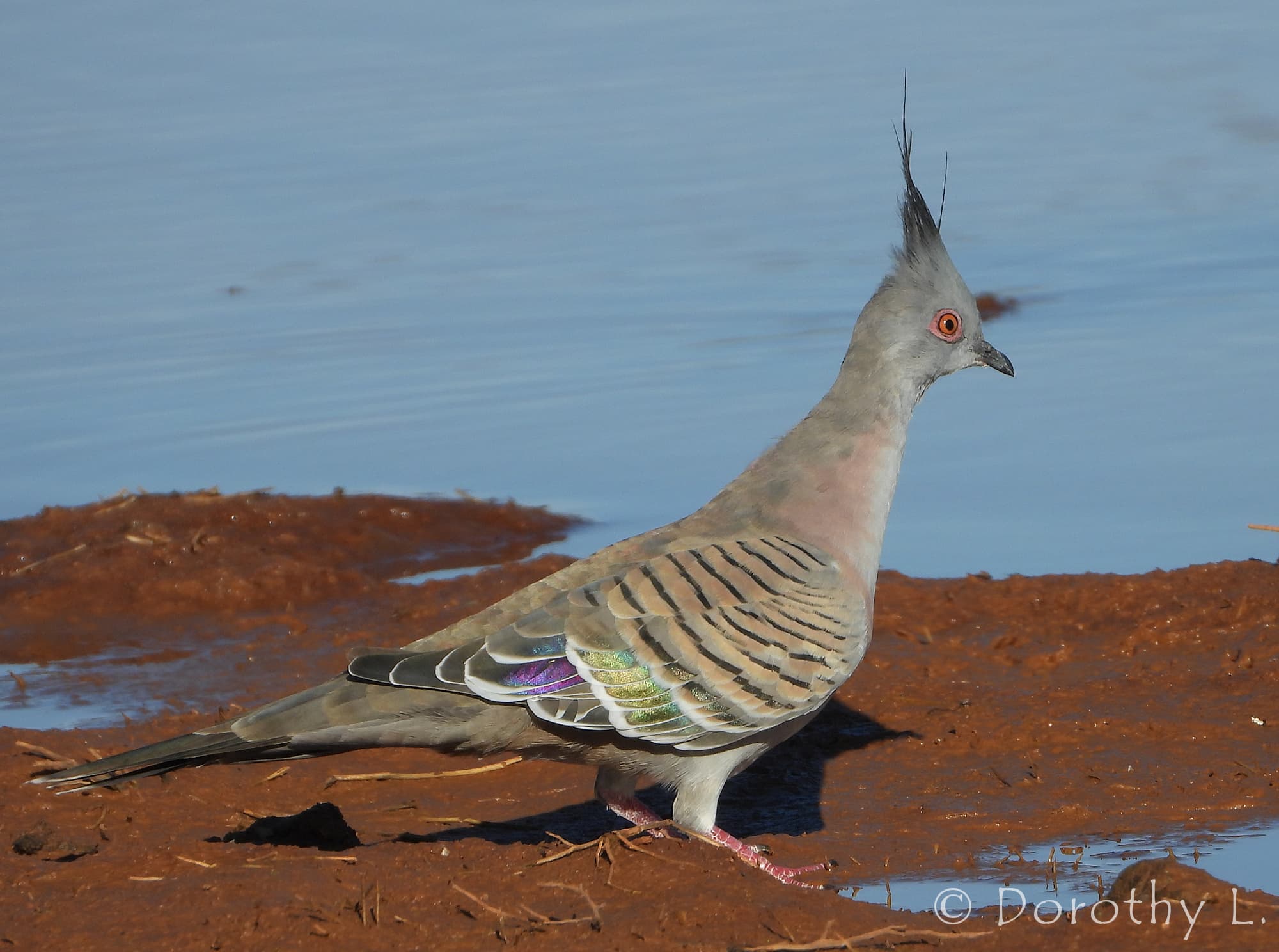Crested Pigeon – iridescence – Ausemade