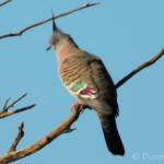 Crested Pigeon (Ocyphaps lophotes), Kunoth Bore, NT