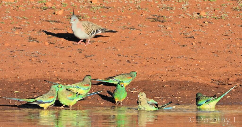 Crested Pigeon and Mulga Parrots, Kunoth Bore, NT