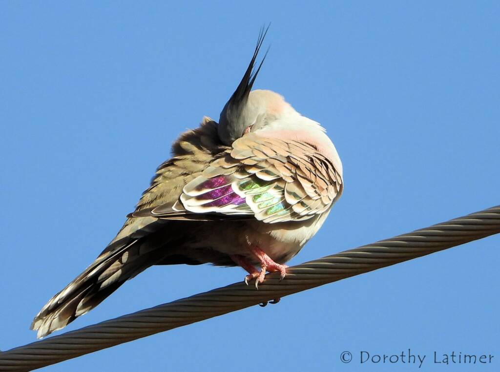 Crested Pigeon (Ocyphaps lophotes), Alice Springs NT © Dorothy Latimer
