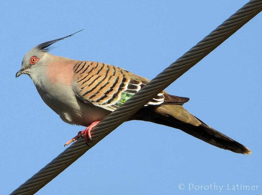 Crested Pigeon (Ocyphaps lophotes), Alice Springs NT © Dorothy Latimer