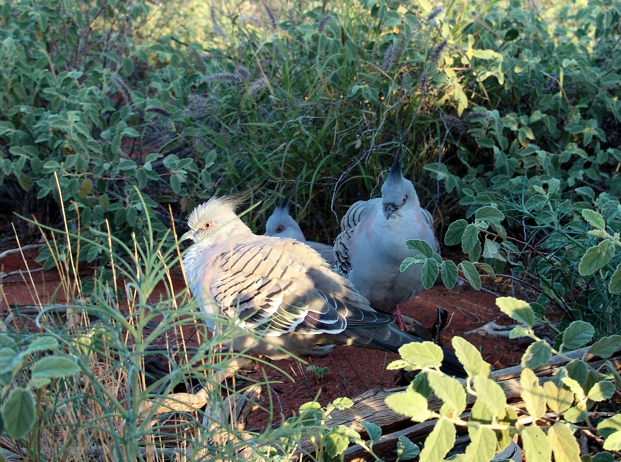 Crested Pigeons (Ocyphaps lophotes) at Uluru