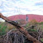 Crested Pigeon (Ocyphaps lophotes) at Uluru