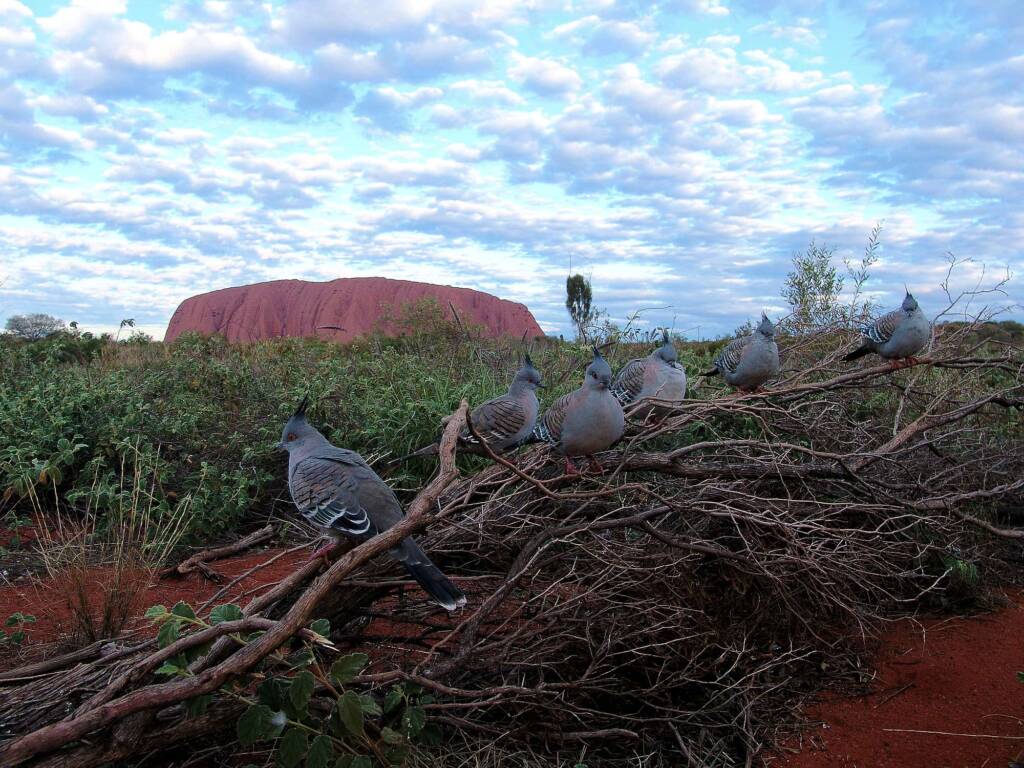 Crested Pigeons (Ocyphaps lophotes) at Uluru