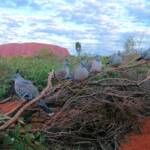 Crested Pigeons (Ocyphaps lophotes) at Uluru