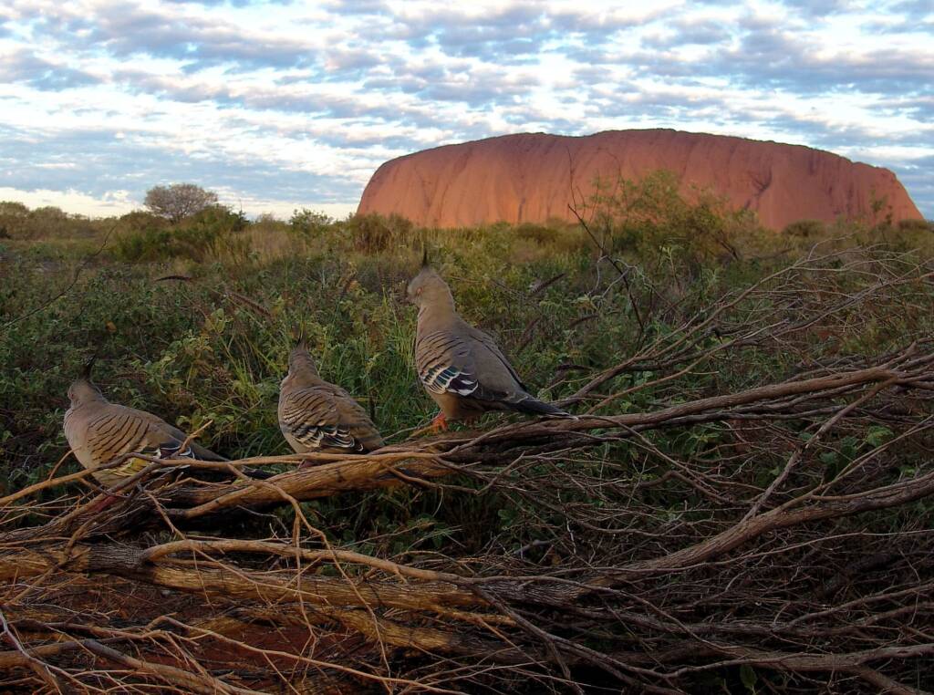 Crested Pigeon (Ocyphaps lophotes) at Uluru
