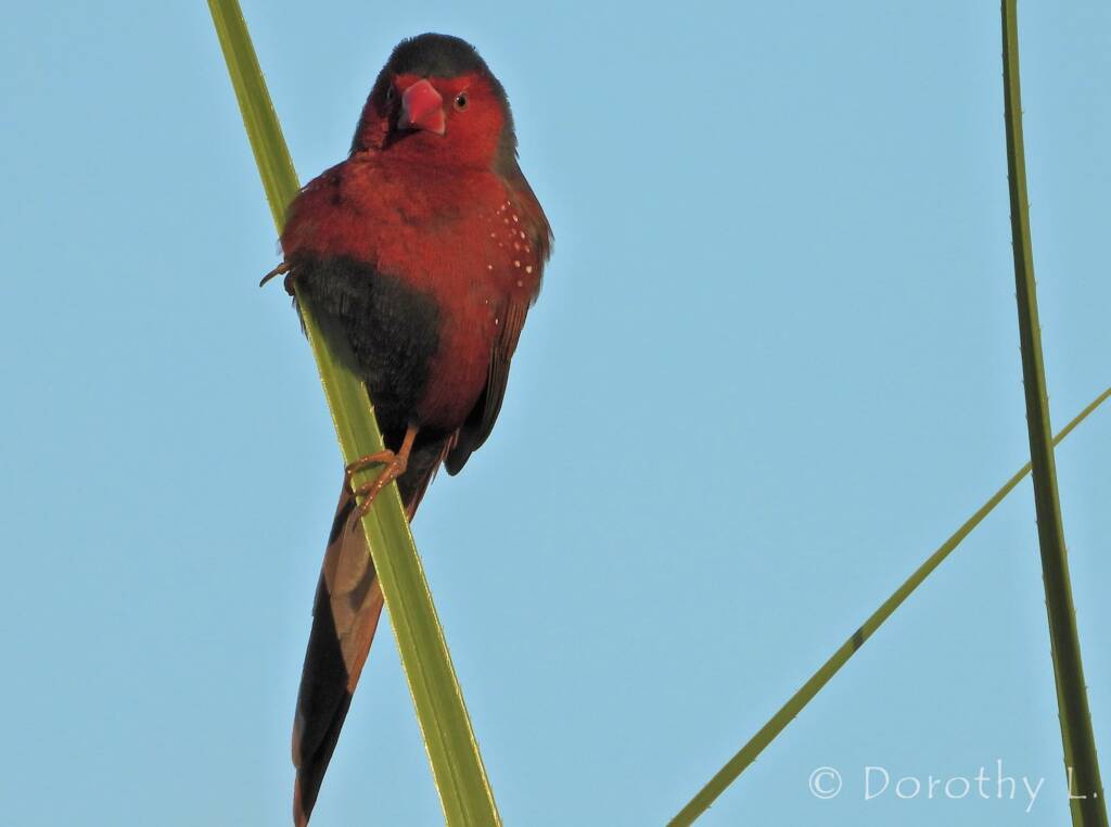 Crimson Finch (Neochmia phaeton)