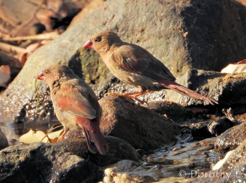 Crimson Finches (Neochmia phaeton)