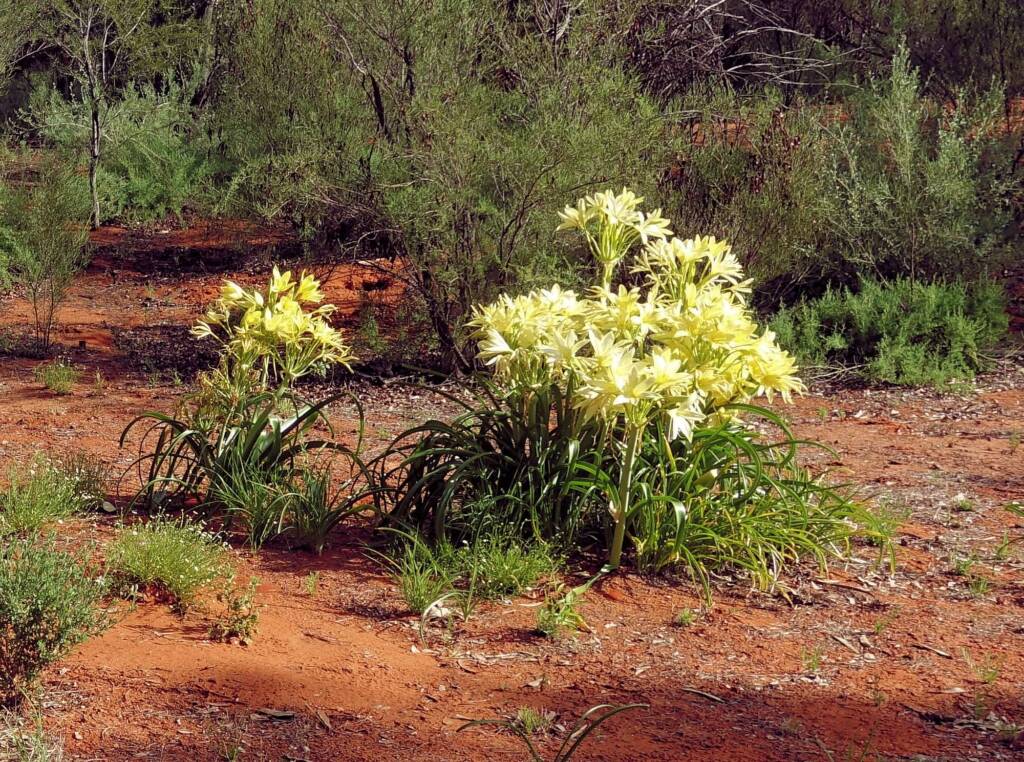 Sandover Lily (Crinum flaccidum), Alice Springs Desert Park