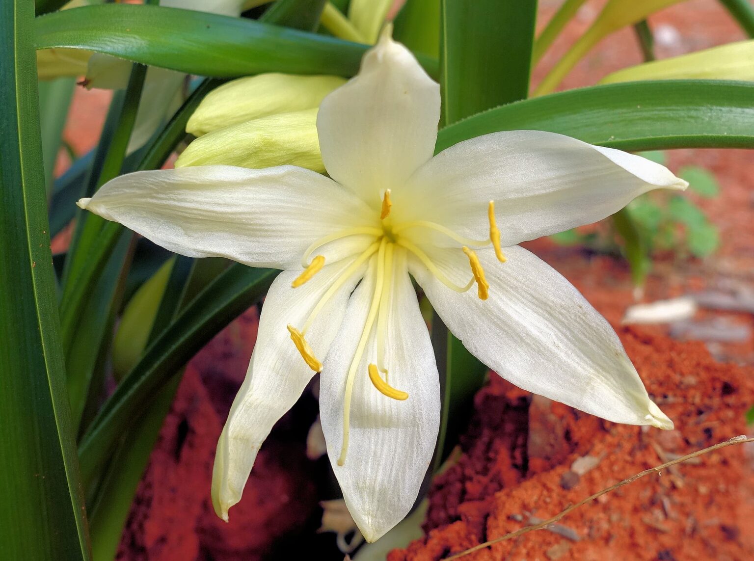 Sandover Lily Ausemade