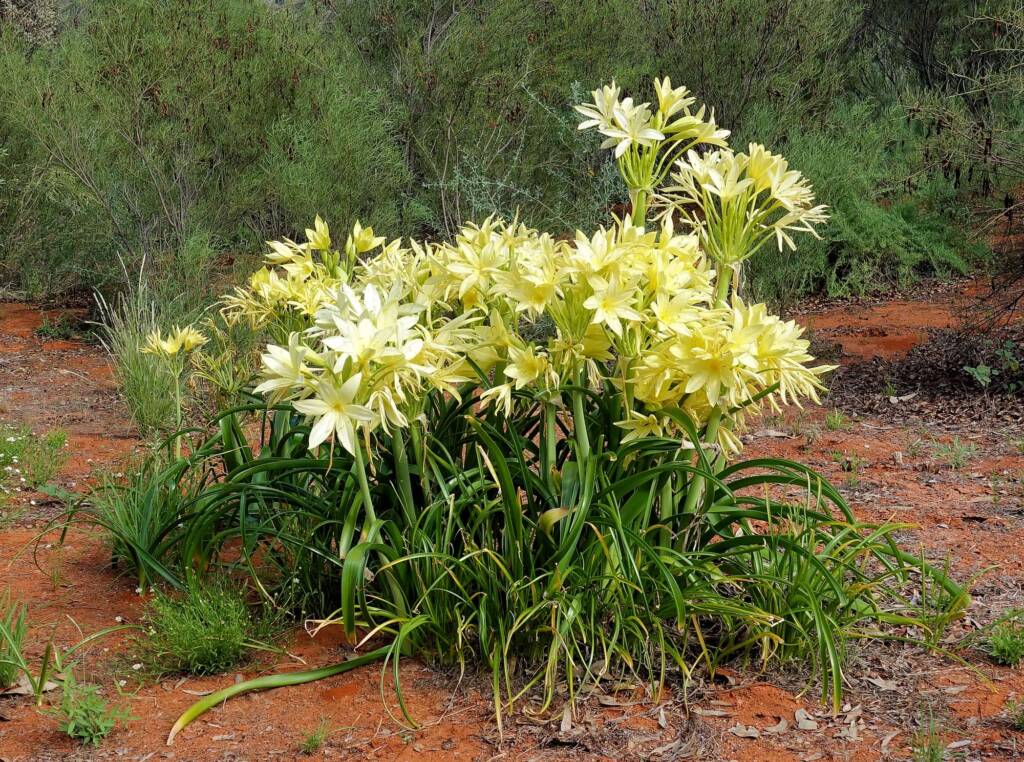 Sandover Lily (Crinum flaccidum), Alice Springs Desert Park