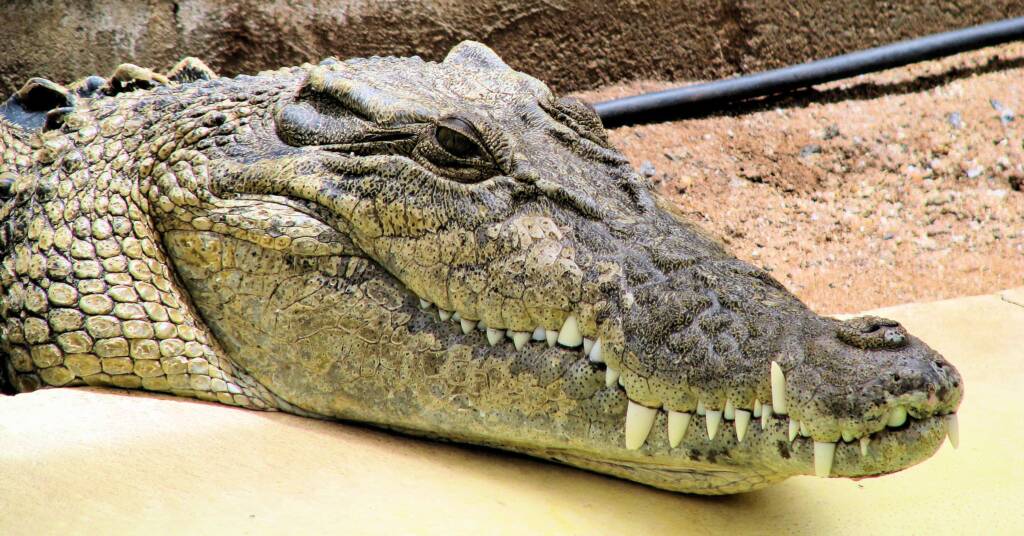 Australian Saltwater Crocodile (Crocodylus porosus)