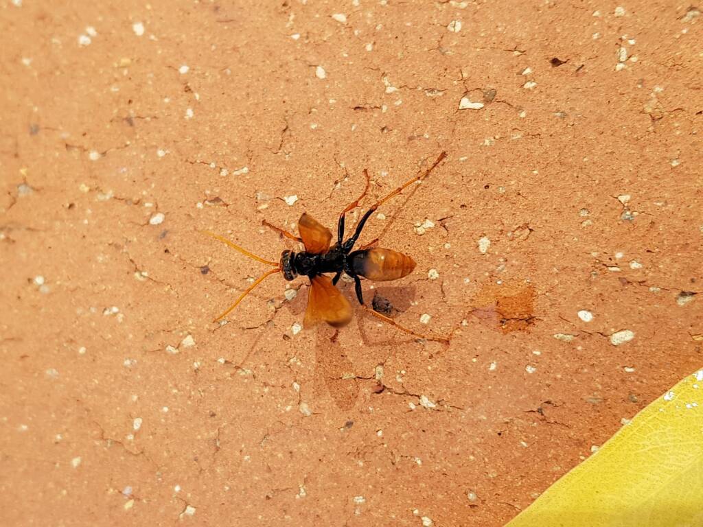 Spider Wasp (genus Cryptocheilus, family Pompilidae), Alice Springs NT