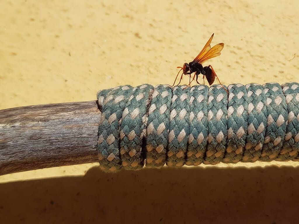 Spider Wasp (genus Cryptocheilus, family Pompilidae), Alice Springs NT